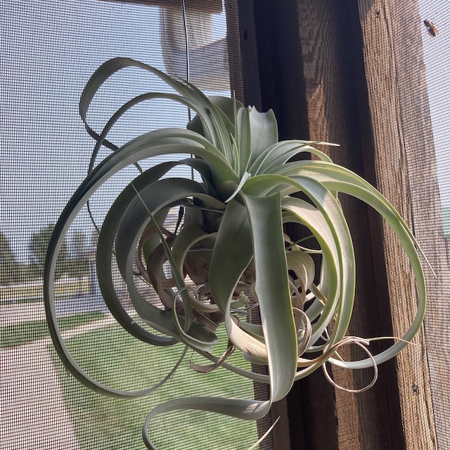 "Tillandsia xerographica"