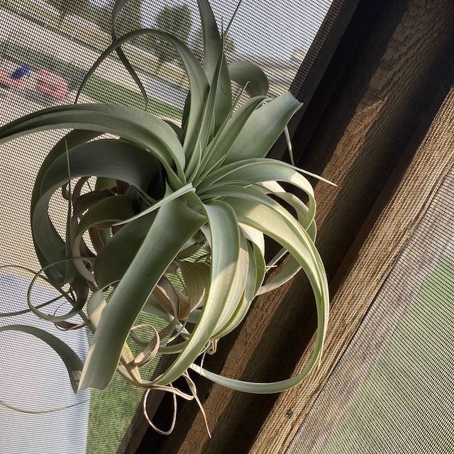 "Tillandsia xerographica"