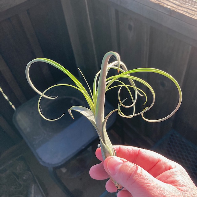 "Tillandsia balbisiana"