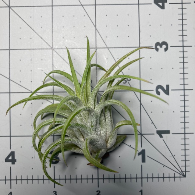 "Tillandsia ionantha druid"