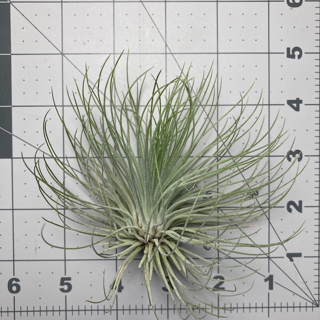 "Tillandsia andreana"