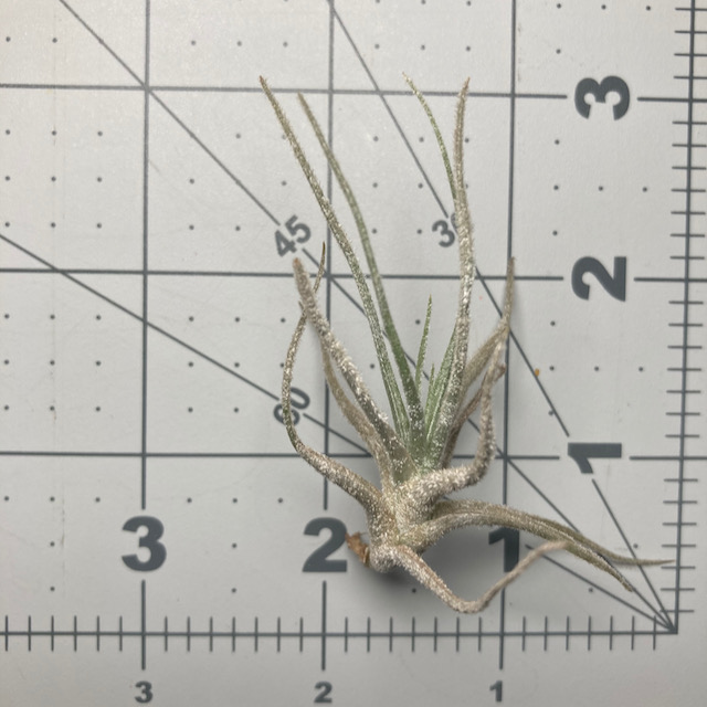 "Tillandsia chusgonensis"