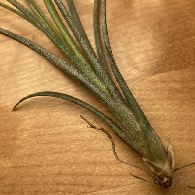 "Tillandsia exserta"