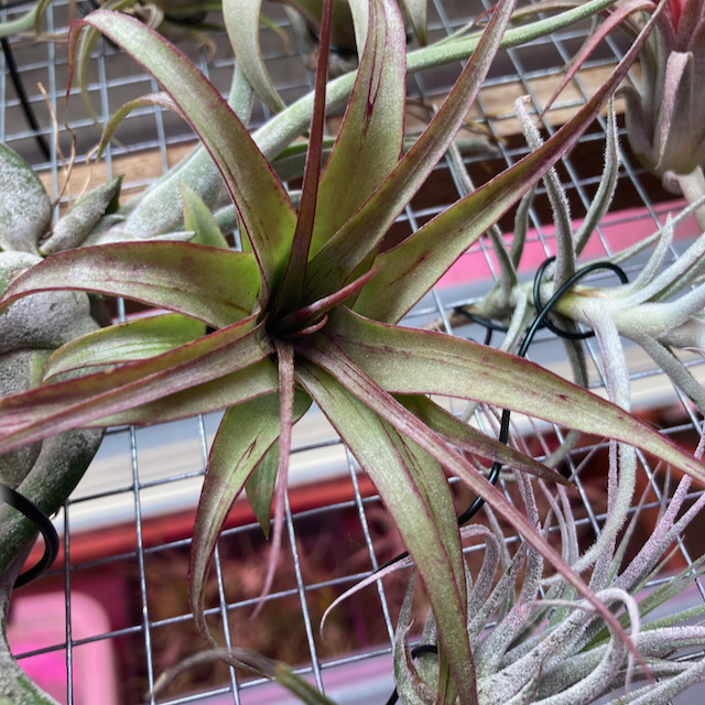 "Tillandsia no id"