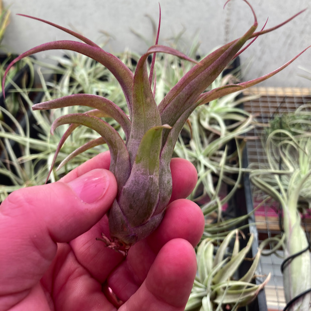 "Tillandsia no id"