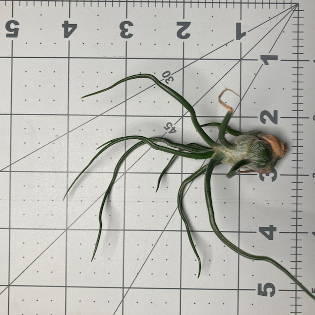 "Tillandsia bulbosa"