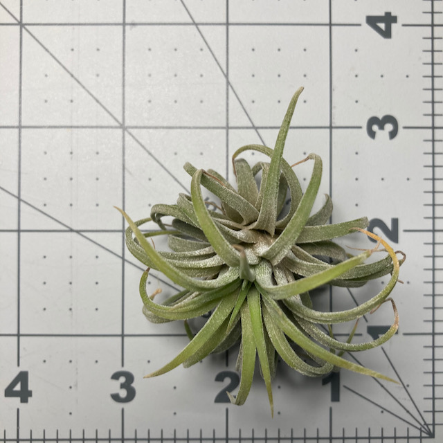 "Tillandsia ionantha"