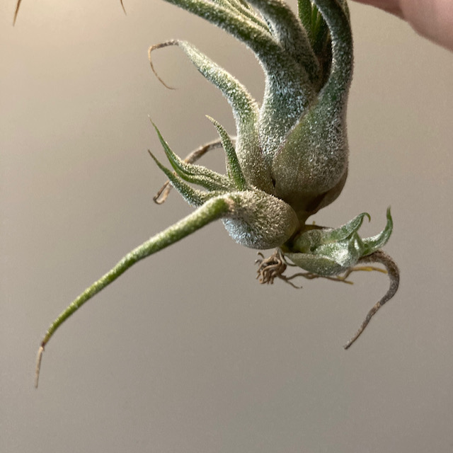 "Tillandsia pruinosa"