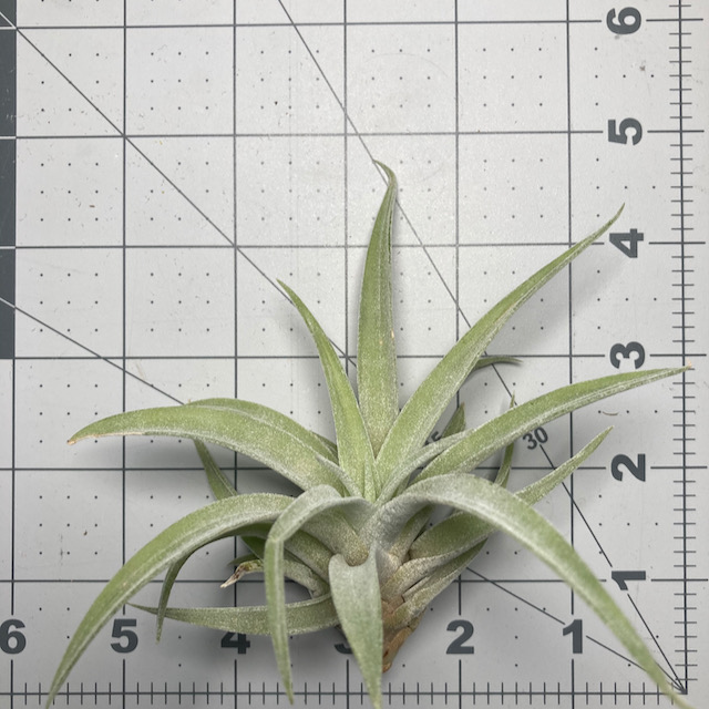 "Tillandsia hondurensis"