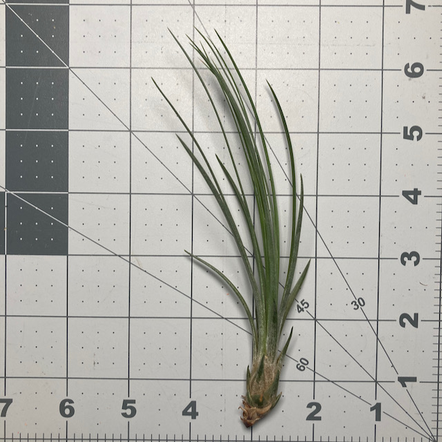 "Tillandsia juncifolia"