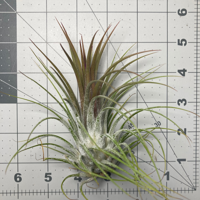 "Tillandsia ionantha"