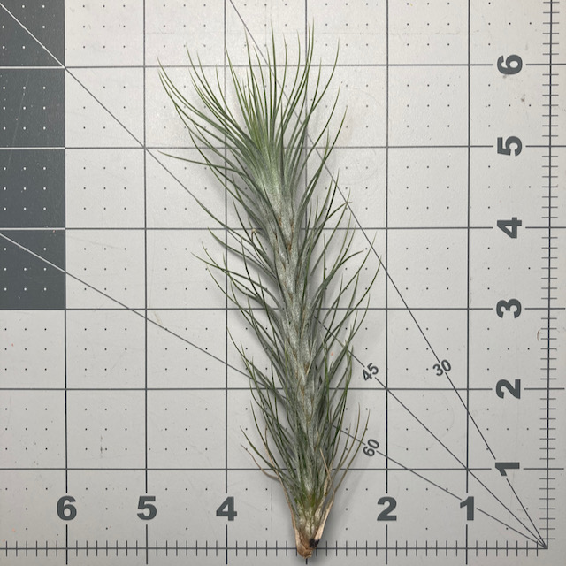 "Tillandsia funckiana"