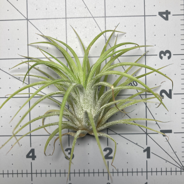 "Tillandsia ionantha druid (rubra form)"