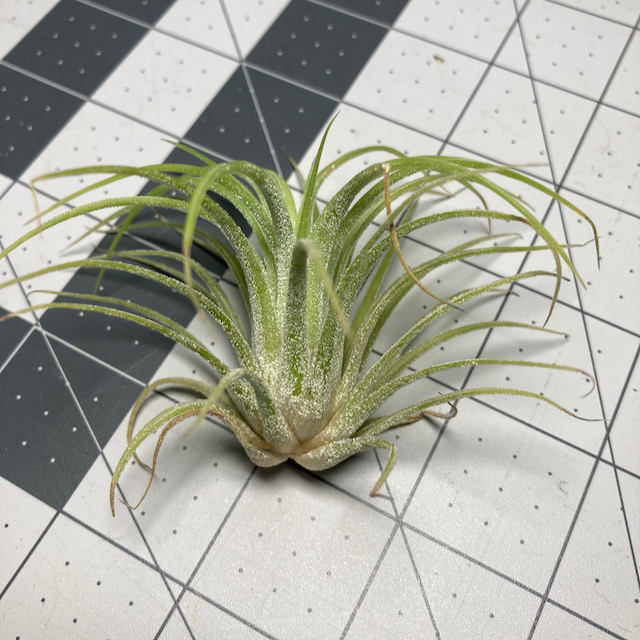 "Tillandsia ionantha druid (rubra form)"