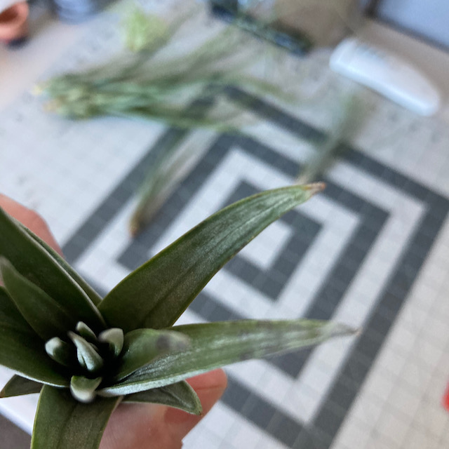 "Tillandsia fasciculata tricolor"