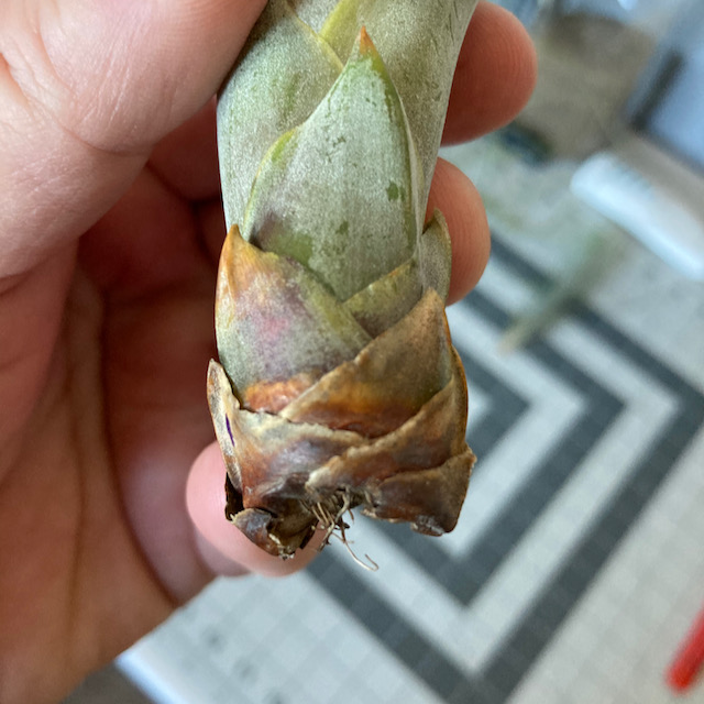 "Tillandsia fasciculata tricolor"