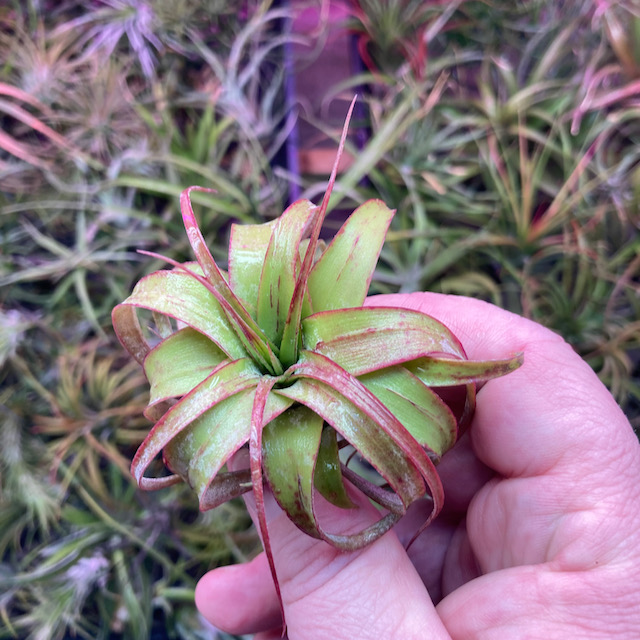 "Tillandsia no id"