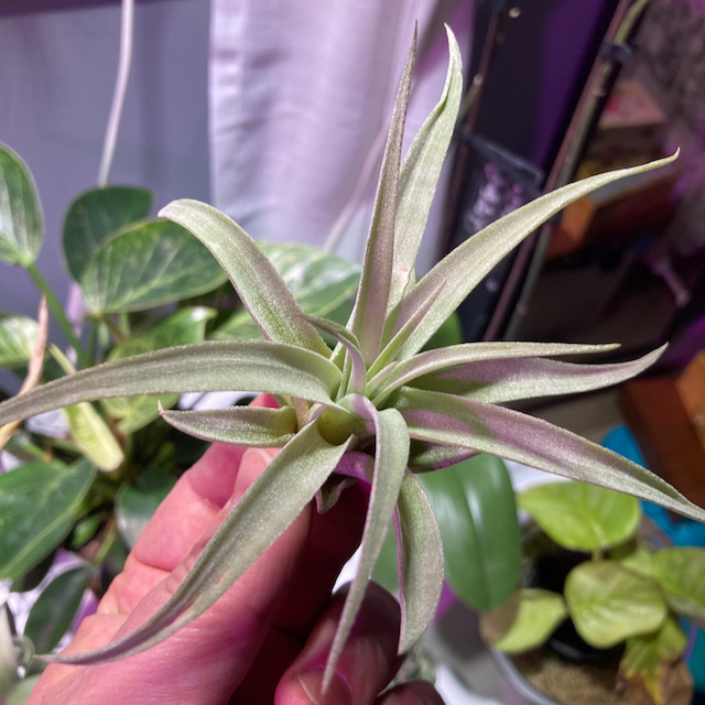 "Tillandsia hondurensis"