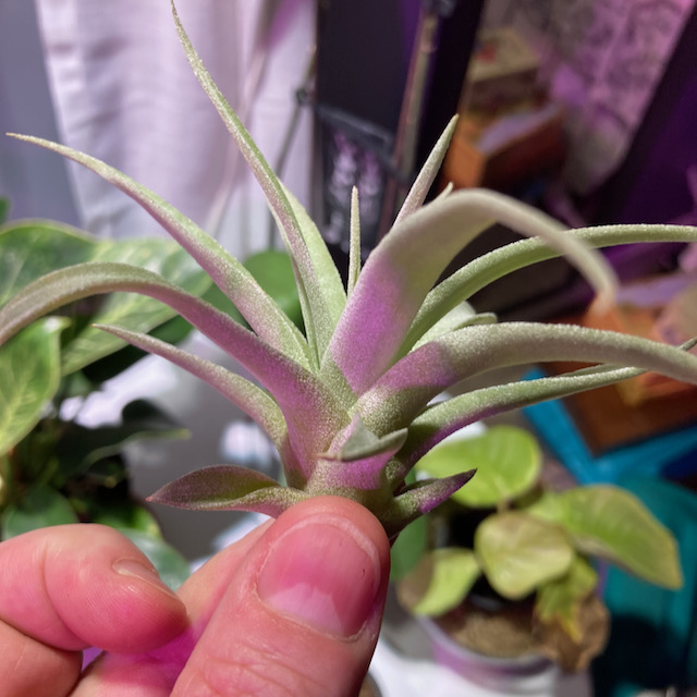 "Tillandsia hondurensis"