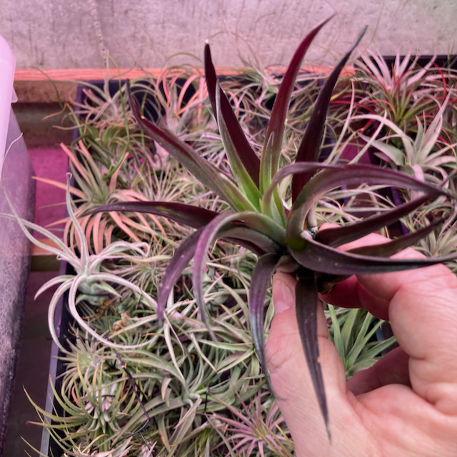 "Tillandsia harrisii purple"