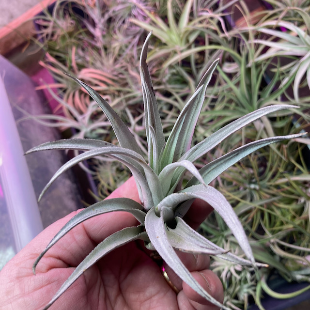 "Tillandsia harrisii purple"