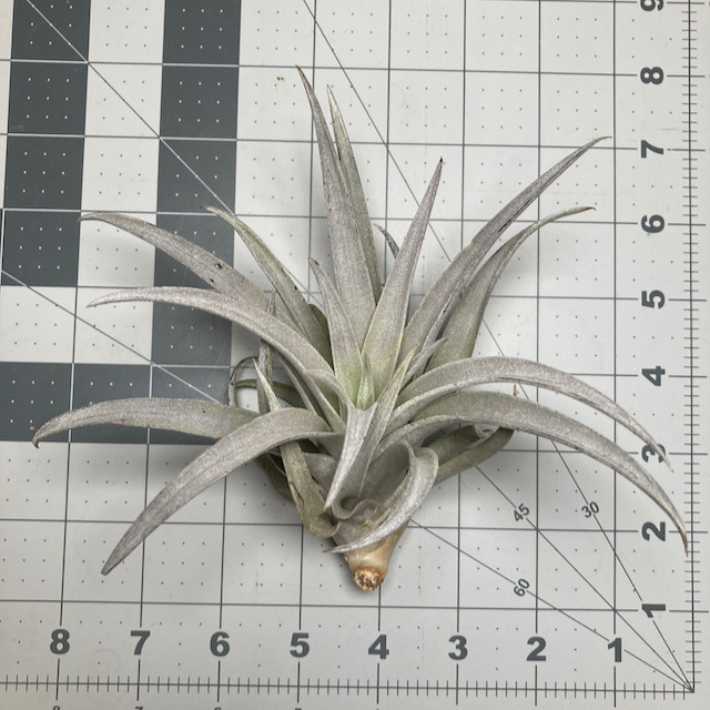 "Tillandsia harrisii purple"