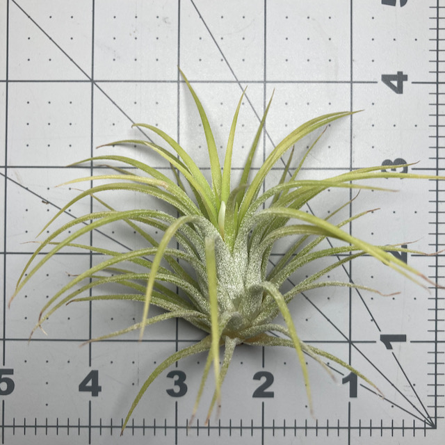 "Tillandsia ionantha druid"