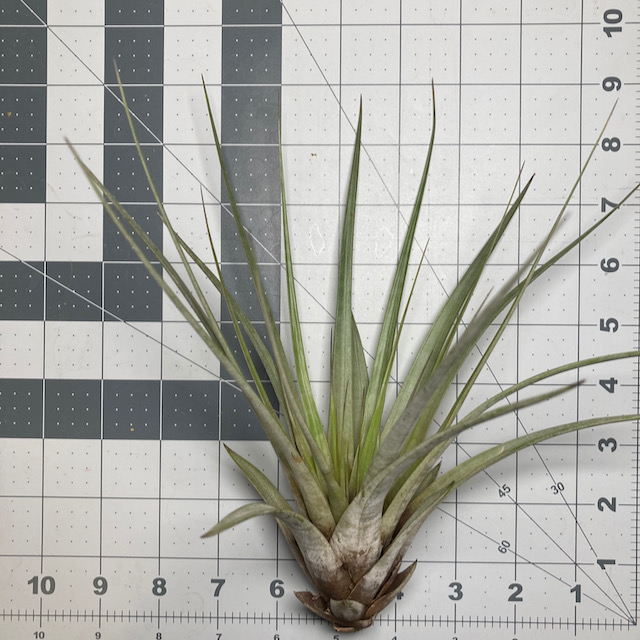 "Tillandsia fasciculata tricolor"