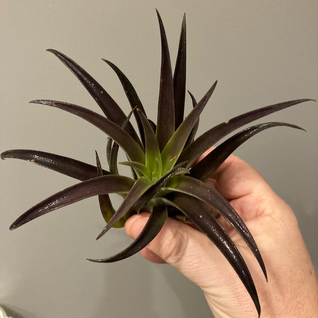 "Tillandsia harrisii purple"