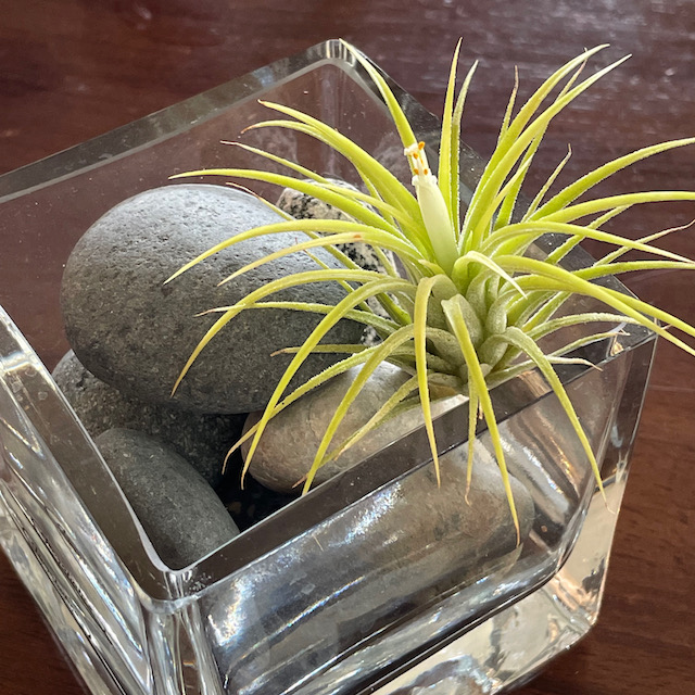 "Tillandsia ionantha druid"