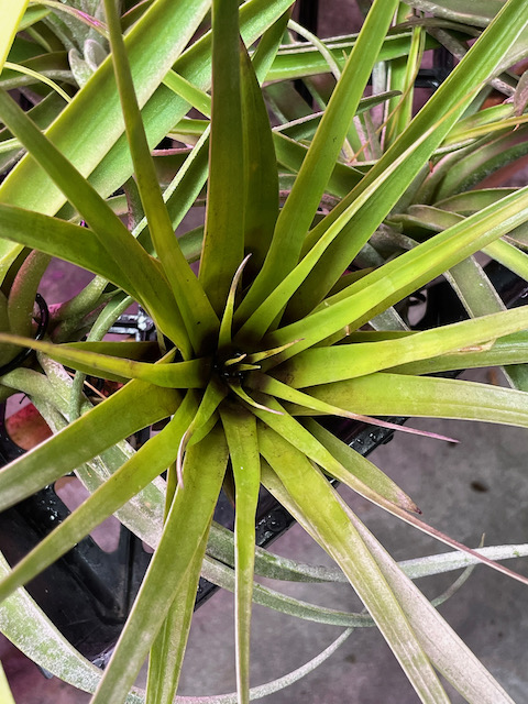 "Tillandsia fasciculata tricolor"