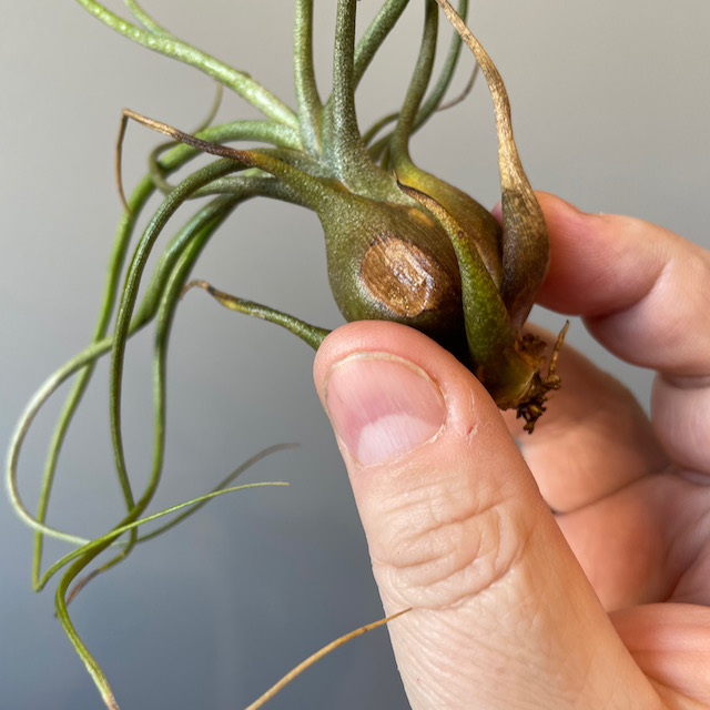 "Tillandsia butzii x seleriana"