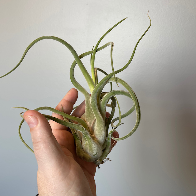 "Tillandsia caput medusae"