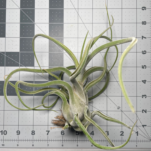 "Tillandsia caput medusae"