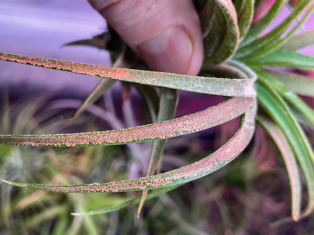 "Tillandsia victoria"