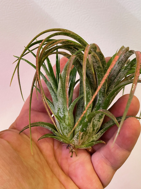 "Tillandsia victoria"