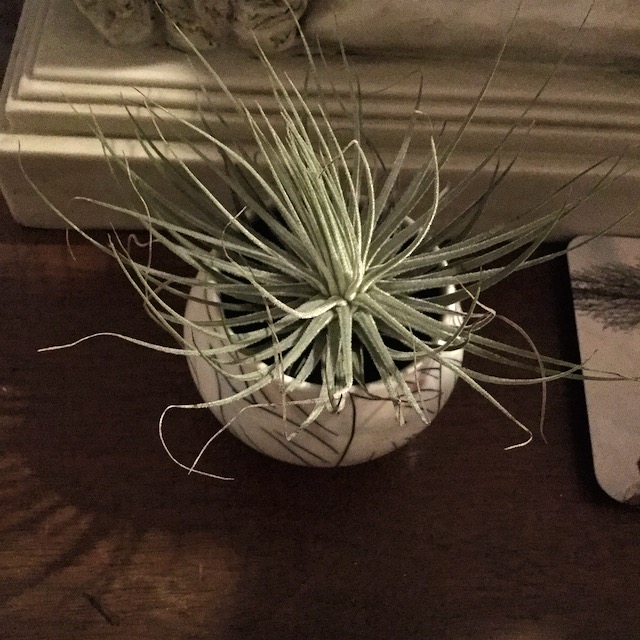 "Tillandsia magnusiana"