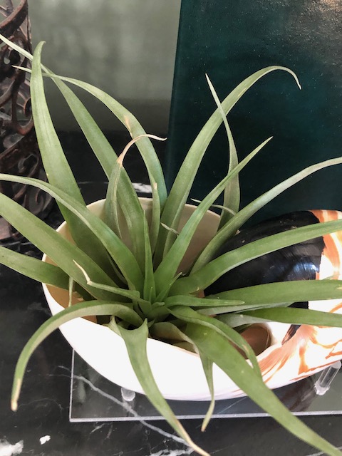 "Tillandsia capitata guzmanoides"