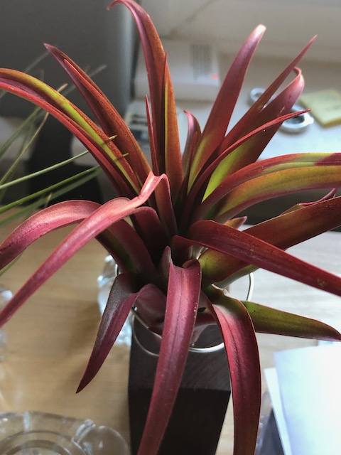 "Tillandsia abdita (brachycaulos)"