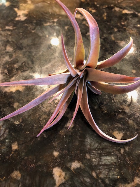 "Tillandsia capitata peach"