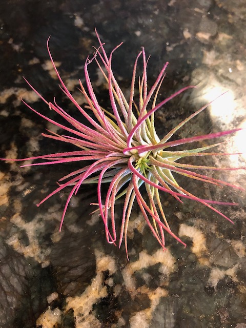 "Tillandsia ionantha Guatemala"