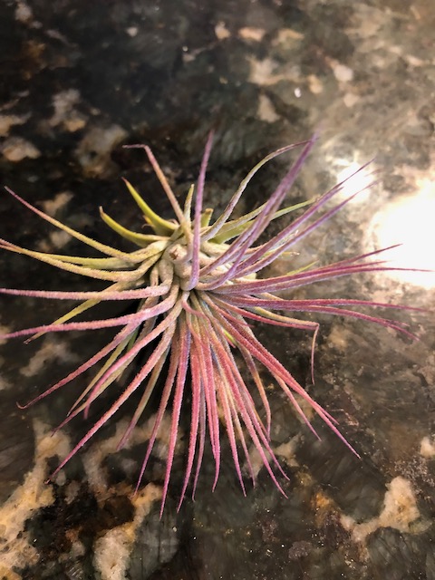 "Tillandsia ionantha Guatemala"