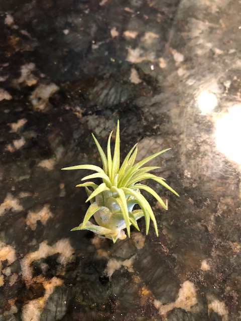 "Tillandsia ionantha"