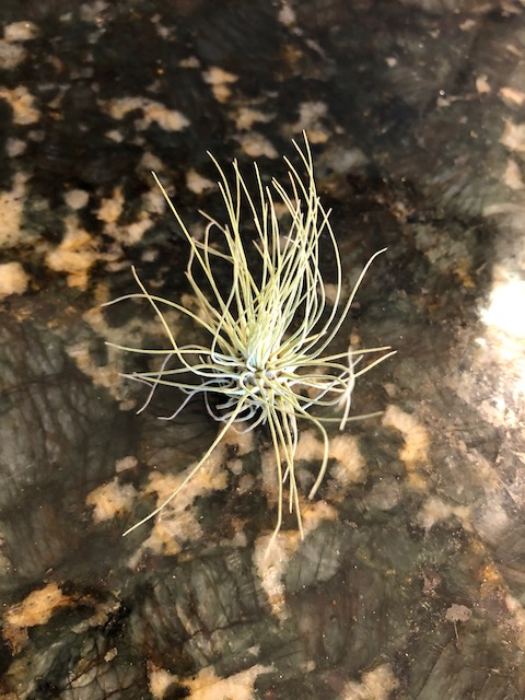 "Tillandsia fuchsii var. gracilis"