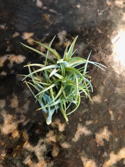 "Tillandsia aeranthos"