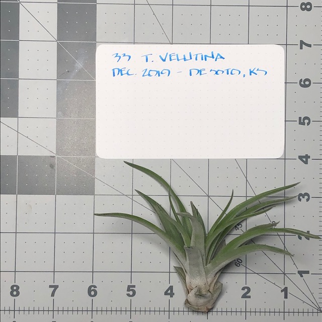 "Tillandsia velutina"