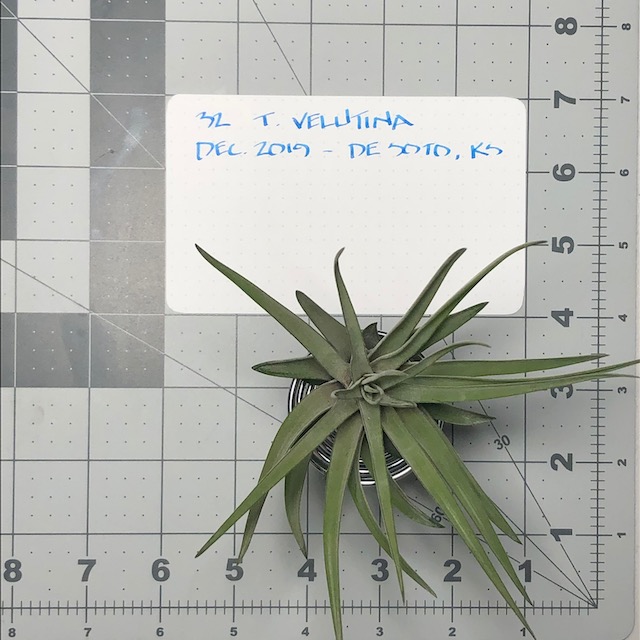 "Tillandsia velutina"