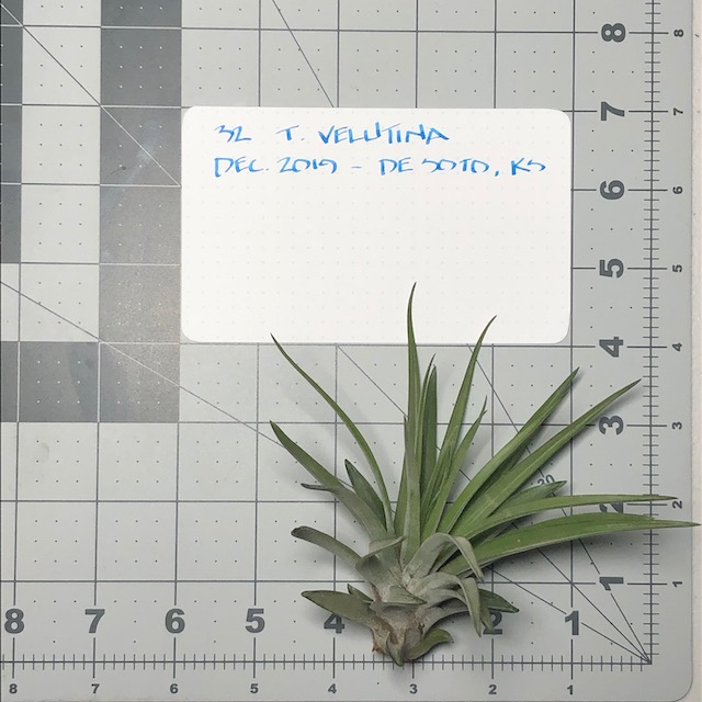 "Tillandsia velutina"