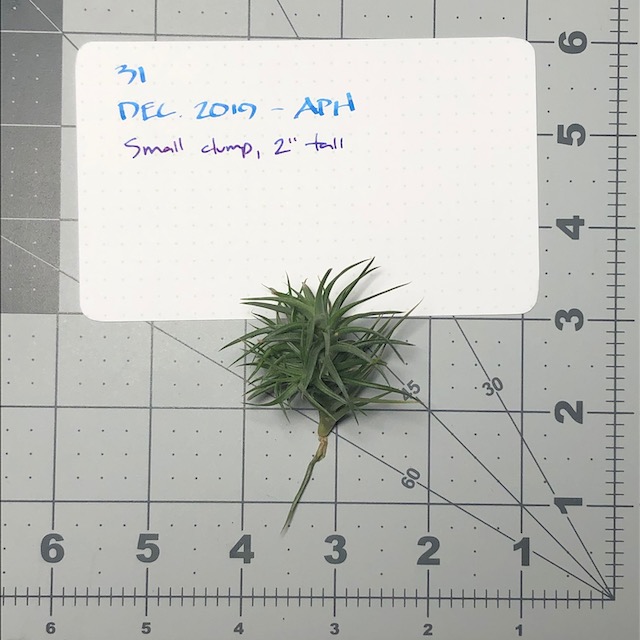 "Tillandsia aeranthos"