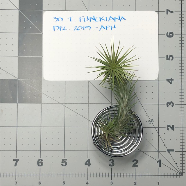 "Tillandsia funckiana"